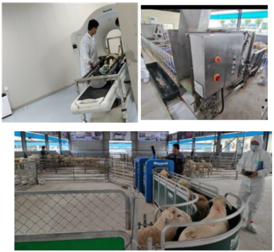 农业农村部畜牧水产养殖全程机械化专家指导组开展肉羊育种机械化设备应用调研